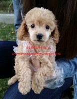 Caniche Hembra 4118